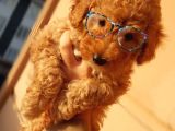 TOY POODLE  YAVRULARIMIZ