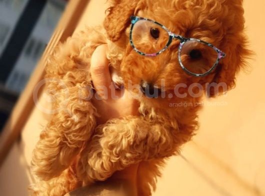 Toy Poodle  Yavrularimiz