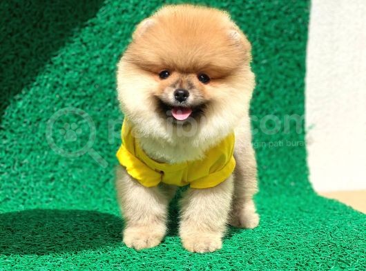 Prenses Kızımız Pomeranian görsel