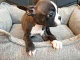 FRENCH BOLLDOG