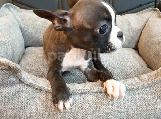 French Bolldog
