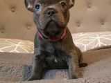 Fransız Bulldog Fazla Söze Gerek Yok