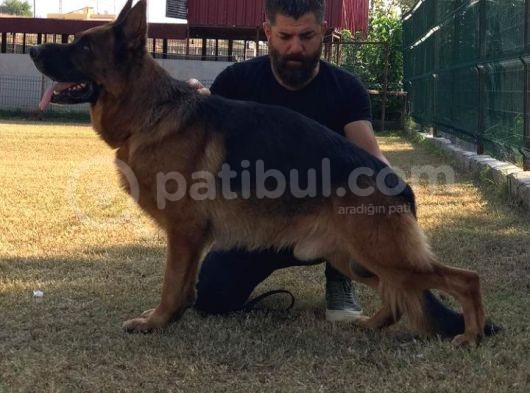 Secereli̇ Alman Kurdu görsel
