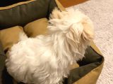 Aşıları Tam 4 Aylık Maltipoo