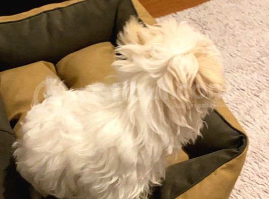 Aşıları Tam 4 Aylık Maltipoo