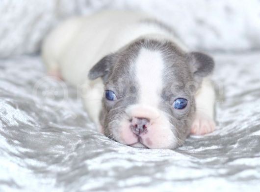 Fransız Bulldog Fazla Söze Gerek Yok görsel