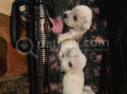 Schnauzer Yavruları görsel