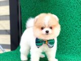 Yakısıklı Oğlumuz Pomeranian