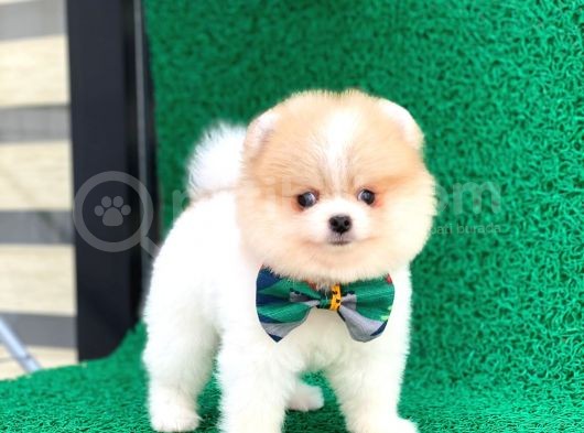 Yakısıklı Oğlumuz Pomeranian