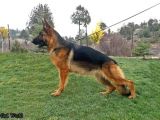 SECERELİ ALMAN KURDU
