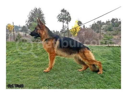 Secereli̇ Alman Kurdu