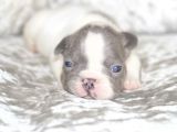 Fransız Bulldog Fazla Söze Gerek Yok