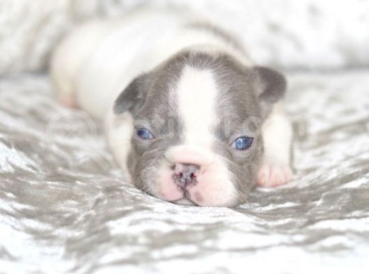 Fransız Bulldog Fazla Söze Gerek Yok görsel