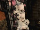 Schnauzer Yavruları