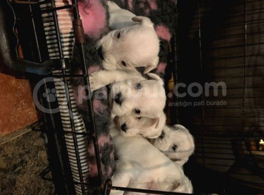 Schnauzer Yavruları görsel