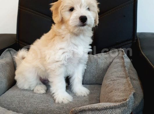Malti̇poo Yavrulari
