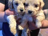 Maltipoo Yavru