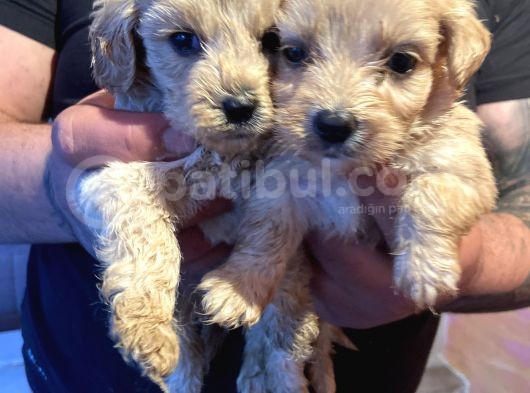 Maltipoo Yavru