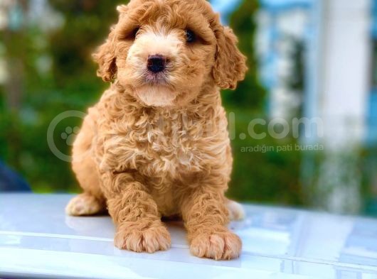 2 Aylik Erkek Ve Di̇şi̇ Malti̇poo Yavrular görsel