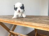 Mini Yavrular