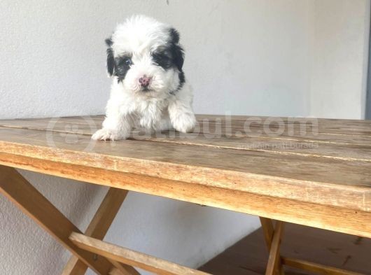 Mini Yavrular görsel