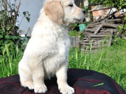 Dişi Golden Yavrularımız