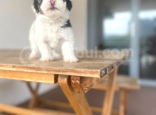 Yorki Yavrular görsel