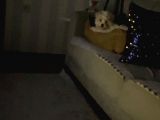 Aşıları Tam 4 Aylık Maltipoo
