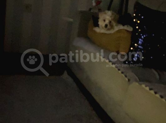 Aşıları Tam 4 Aylık Maltipoo görsel