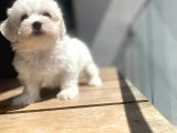 Maltese Yavrular Son Günler