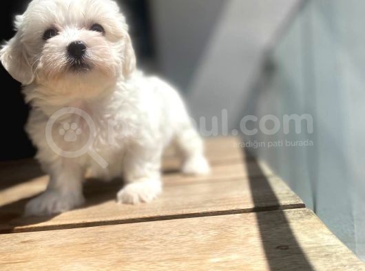 Maltese Yavrular Son Günler görsel