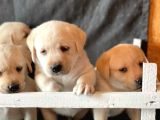 Fci Şecereli Labrador Retriever