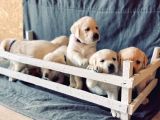 Fci Şecereli Labrador Retriever