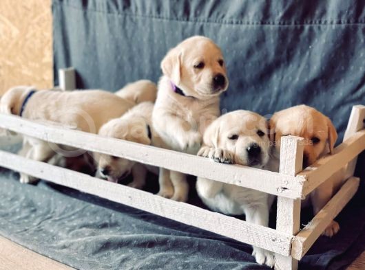 Fci Şecereli Labrador Retriever görsel
