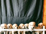Fci Şecereli Labrador Retriever