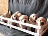 Fci Şecereli Labrador Retriever