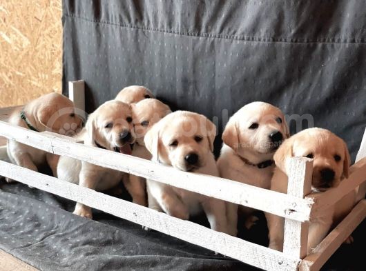 Fci Şecereli Labrador Retriever görsel