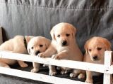 Fci Şecereli Labrador Retriever
