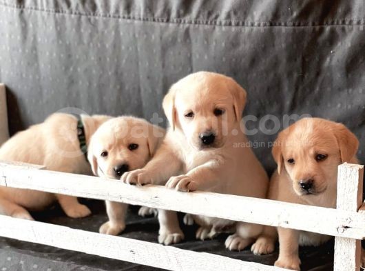 Fci Şecereli Labrador Retriever görsel