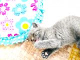 Scottish Fold British Shorthair