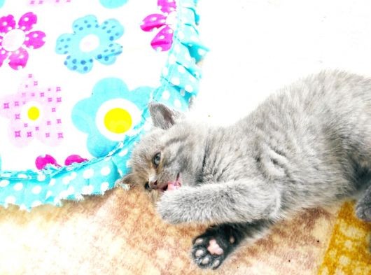 Scottish Fold British Shorthair görsel