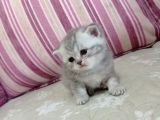 Ev Ortamında Dünyaya Gelen Scottish Fold ve Scottish Straight Yavrularımız.