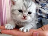 Ev Ortamında Dünyaya Gelen Scottish Fold Ve Scottish Straight Yavrularımız.