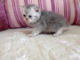 Ev Ortamında Dünyaya Gelen Scottish Fold Ve Scottish Straight Yavrularımız.