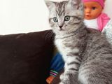Sevimli Silver Tabby