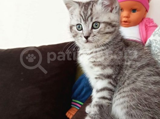 Sevimli Silver Tabby