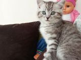 Sevimli Silver Tabby