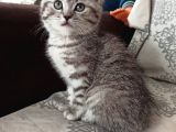 Sevimli Silver Tabby