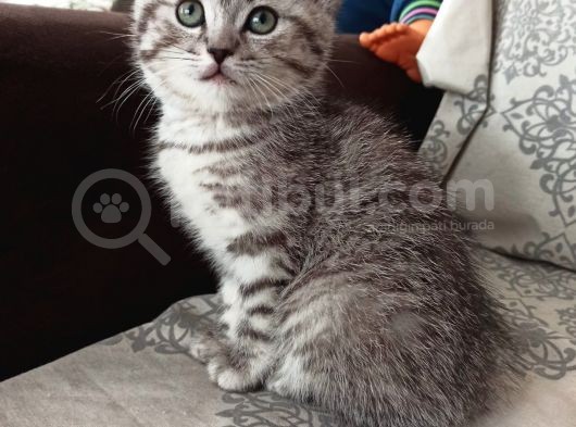 Sevimli Silver Tabby görsel