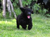 Siyah İnci Toy Poodle  